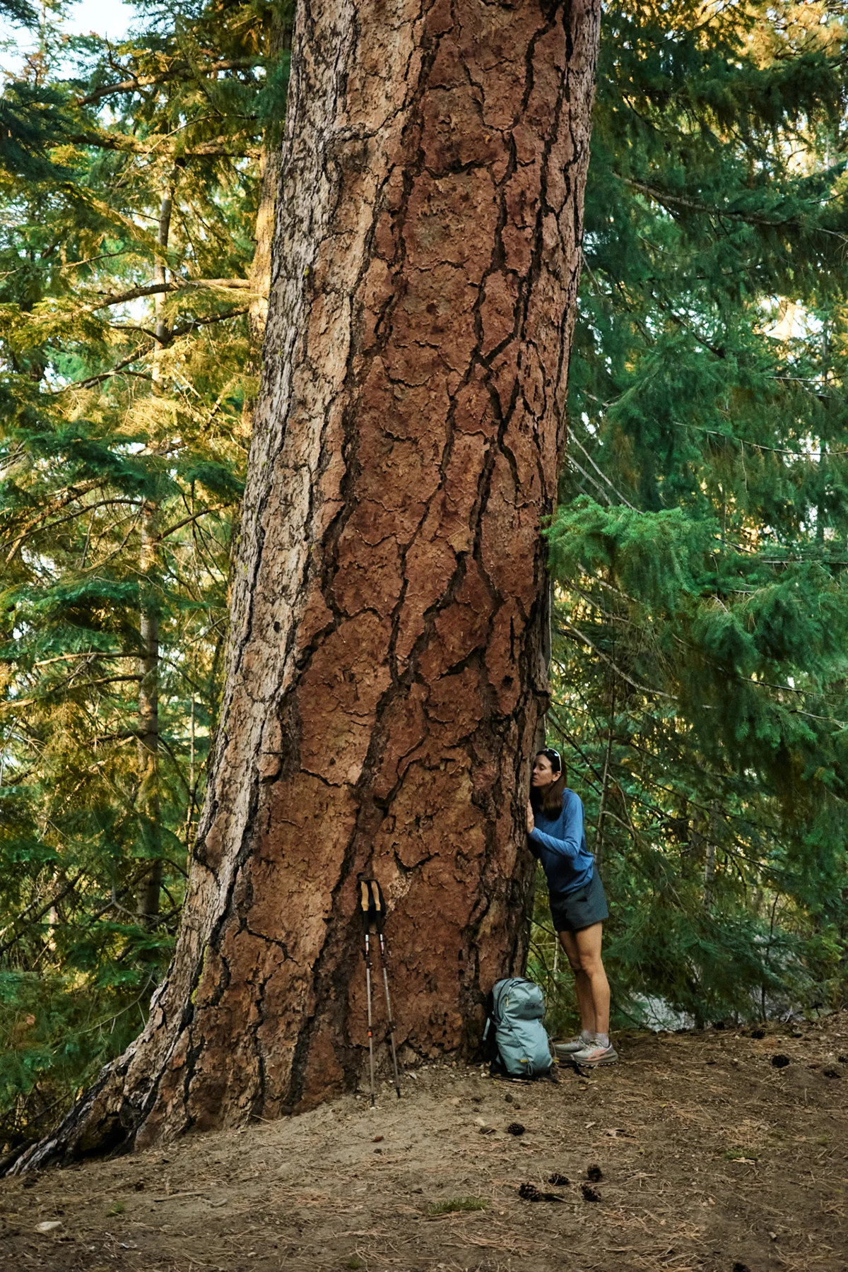 guiry-nason-ridge-rush-mountain-hardwear-tree