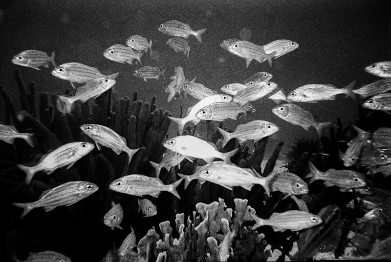 N-Stephenson-Bonaire-Underwater-9