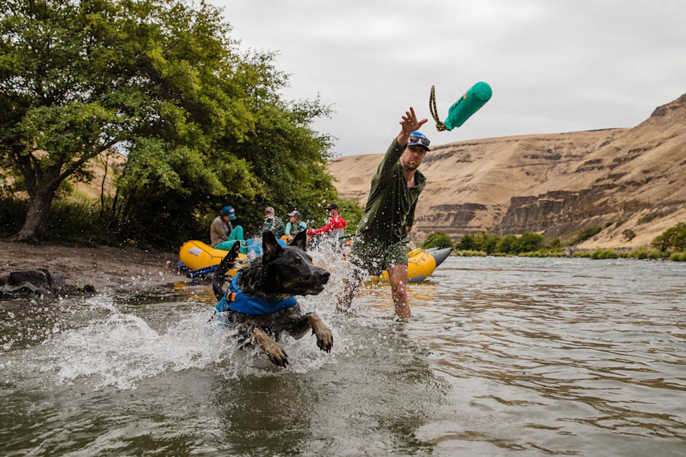 The 8 Best Dog Life Jackets for Any Size Pooch 2024 Field Mag