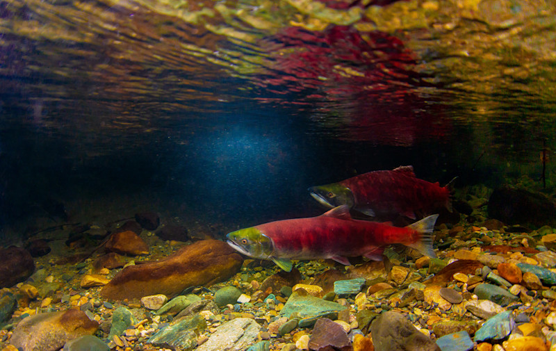 The Future of Urban Salmon is Looking Up