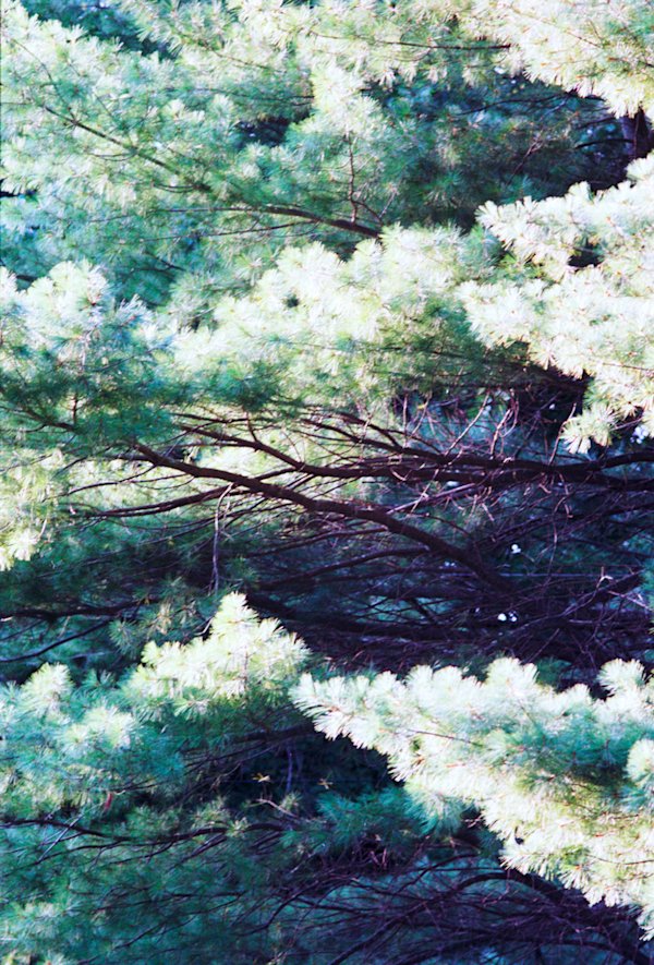 A-Gosselin-Catskills-Experimental-3