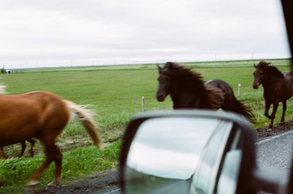 Barkman-Iceland-18-horses