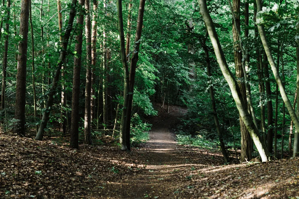berlin-wall-trail-guide-forested-path
