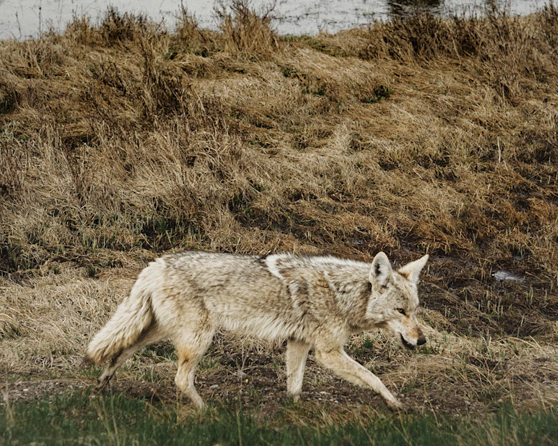 Andrew-Wee-Teton-Yellowstone-20