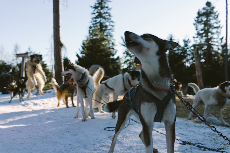 seth-whitefish-dogs-18