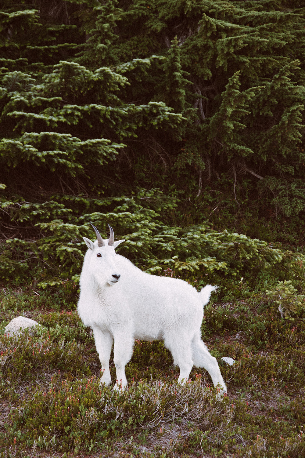 Colton-Jacobs-Alpine-Lake-Wild-7