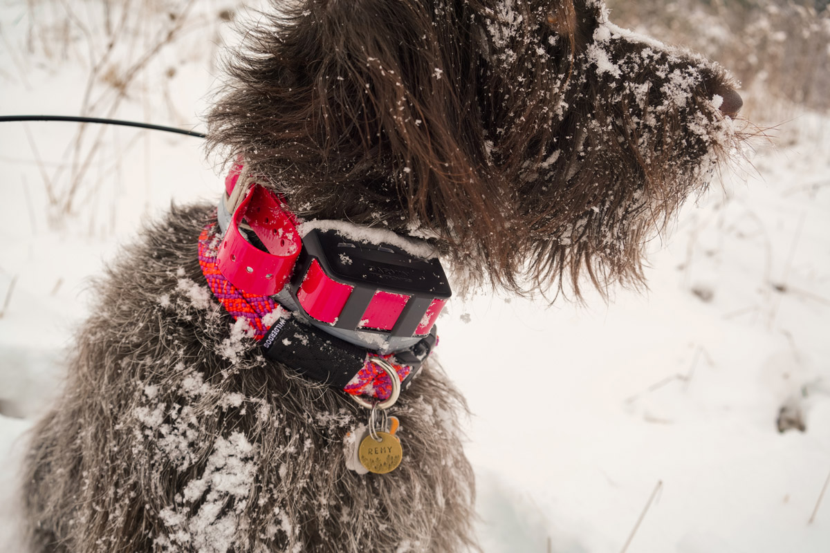 Garmin wireless dog fence clearance reviews