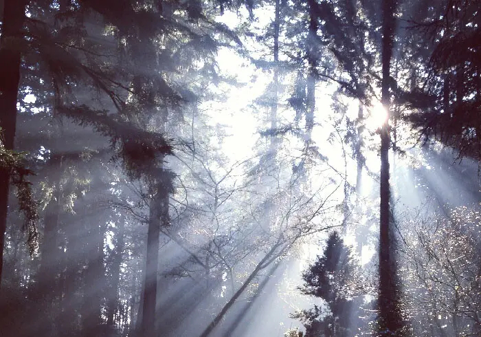 trees-raysoflight.jpg