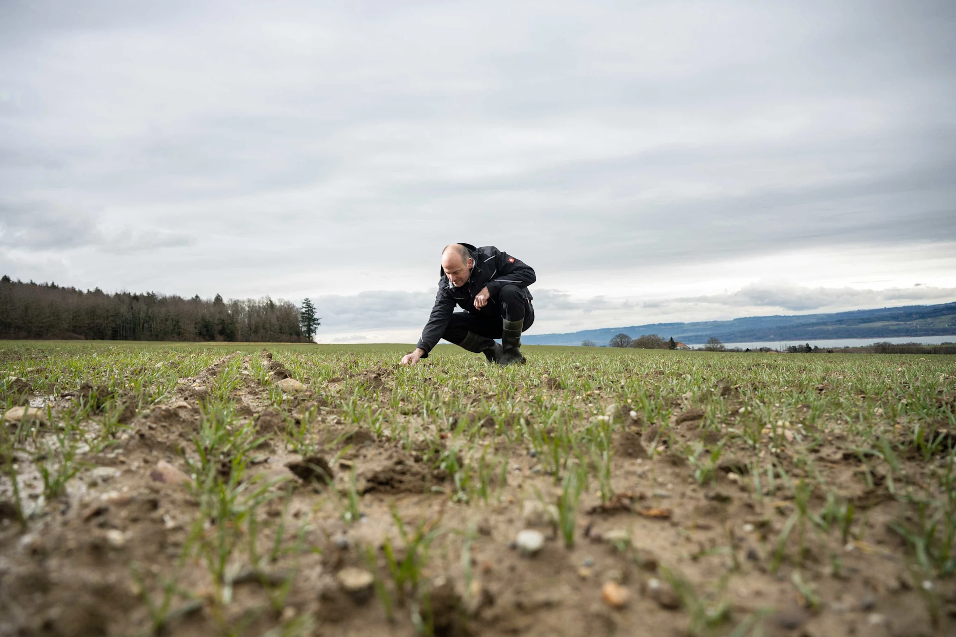 Migros punta sul frumento svizzero L'agricoltore Nicolas Pavillard di IP-Suisse controlla il campo di grano, che coltiva completamente senza pesticidi.