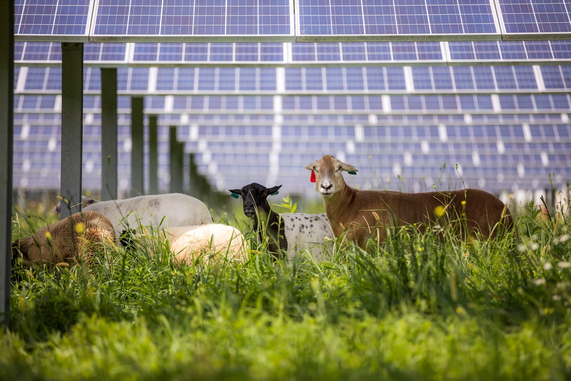 Is Agri-PV the future of agriculture? Sheep are grazing under a solar system