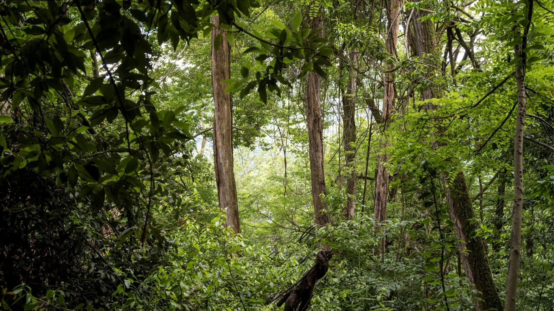 Nine facts about Swiss forests Trees in the Swiss Forest