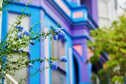 一幢五颜六色的大楼外开着蓝色的花