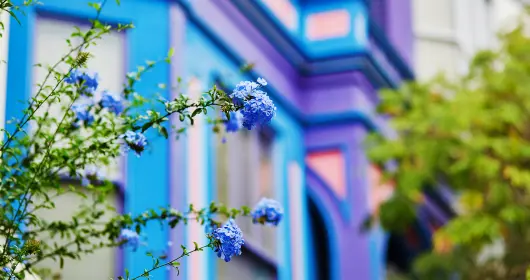 一幢五颜六色的大楼外开着蓝色的花