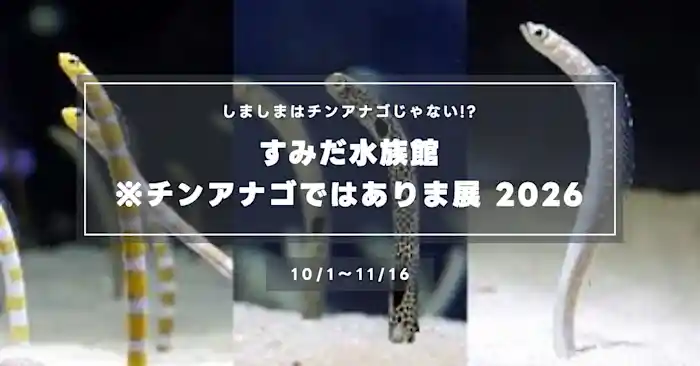 すみだ水族館「※チンアナゴではありま展」2026|しましまはニシキアナゴ? 限定メニュー・お面配布・ゴハンタイムの日程まとめ(10/1〜11/16)