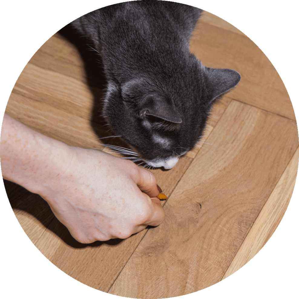 Itch treats - image of cat sniffing treat