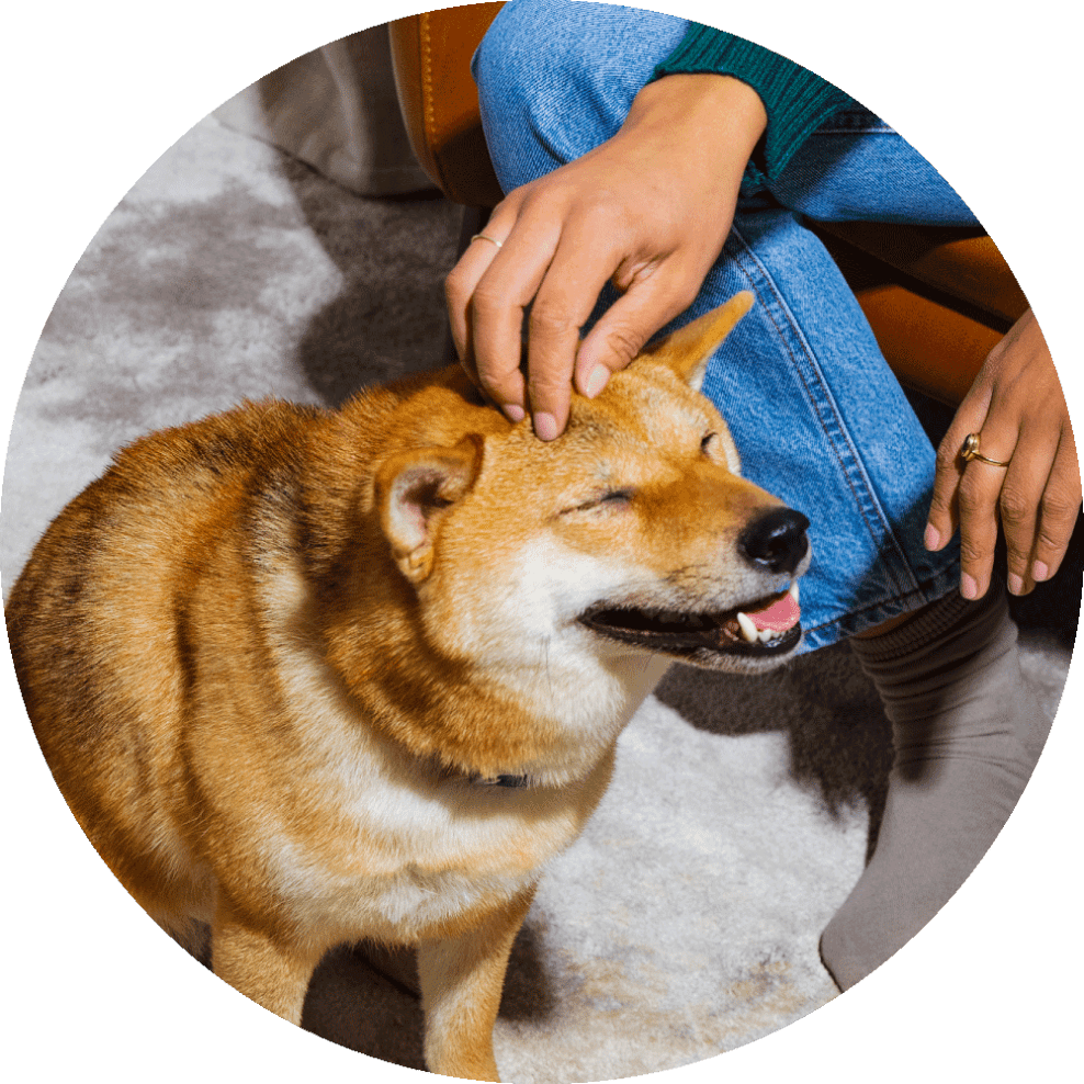 Itch, How it Works, image of owner petting dog