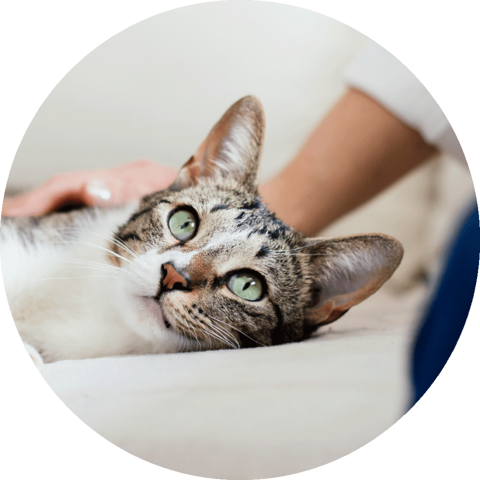 Itch Ear FAQ, image of cat
