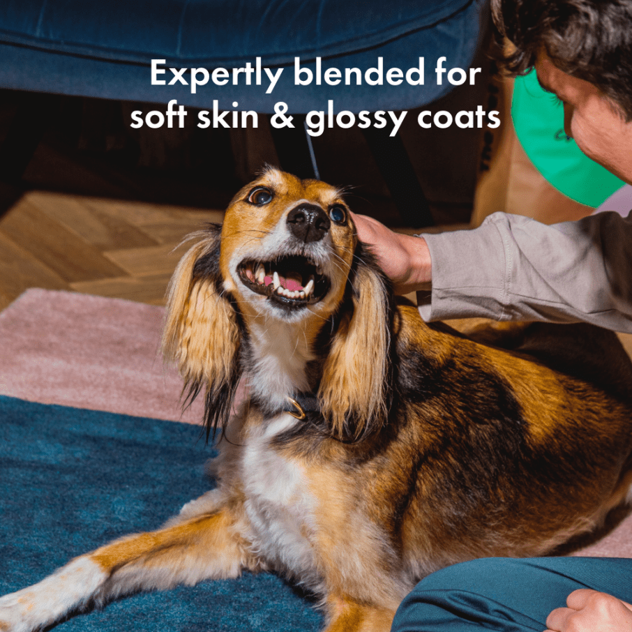 Itch Glossy treats, Skin and Coat treats for cats and dogs, image of dog