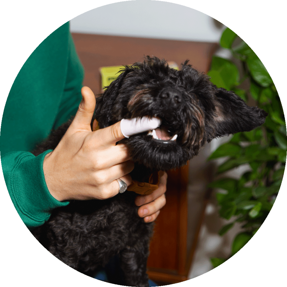Itch Dental Toothpaste, Toothpaste for cats and dogs, image of dog using finger dental brush