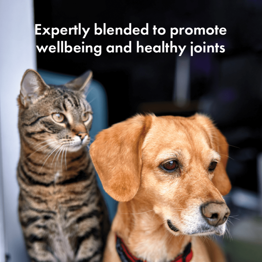 Itch Jump For Joy Chews, Soft Chew supplements for cats and dogs, vet quote