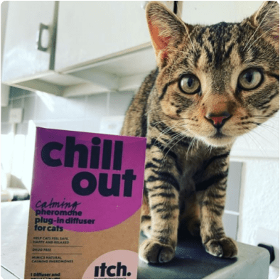 Itch home page - join our community of pets - image of cat with Chill Out - Calming pheremone plug-in diffuser for cats