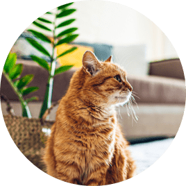 Itch Chill Chews, Calming Chewable Supplements for Cats & Dogs, image of ginger cat