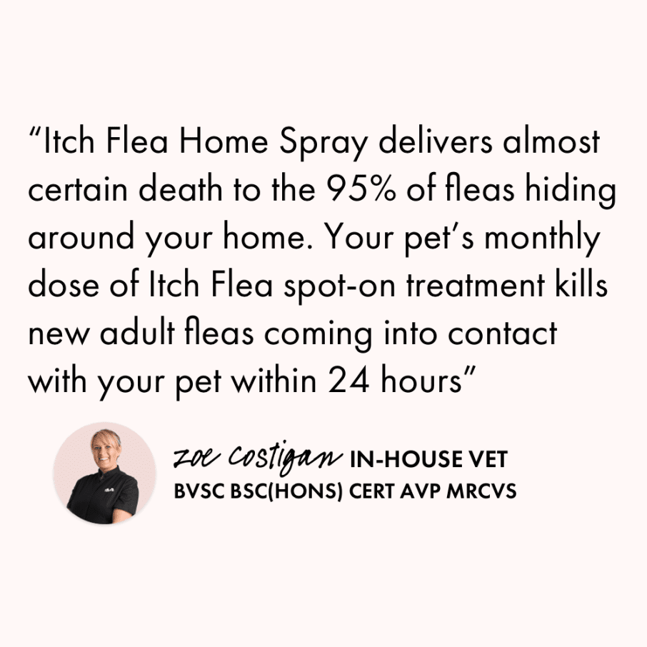 Itch Flea Home Spray, Flea, flea egg and dust mite household spray - Image of Itch Flea, Itch Wormer, Itch Flea home spray group image