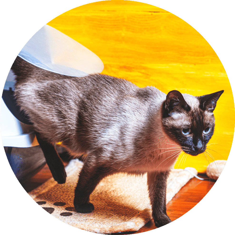 Itch, product benefits - image of cat walking 