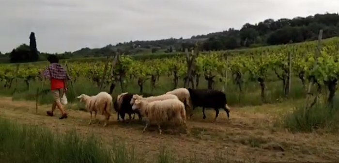 cover conosciamo le pecore