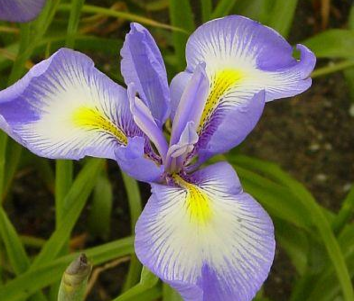 cover come sboccia un fiore