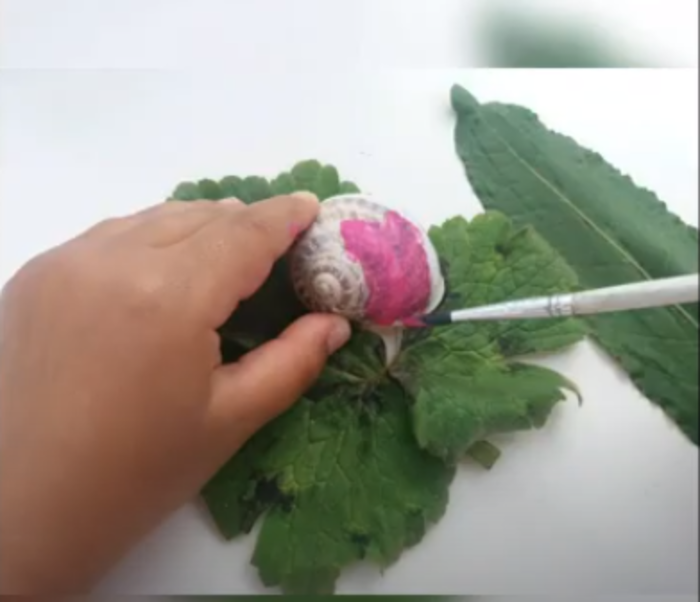 La casina della lumachina