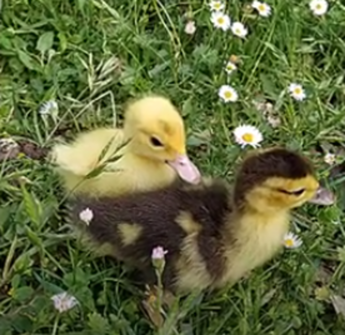 cover piccoli pennuti