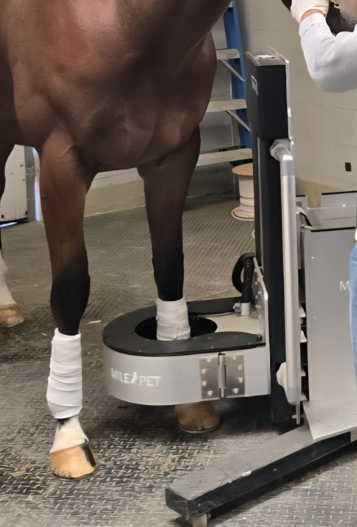PET Scan Leg