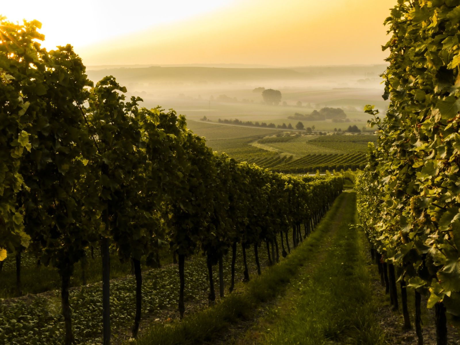 German Wine Route Vineyard SHARE NOW – Jugenheim in Rheinhessen