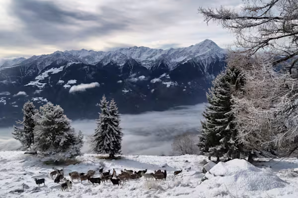 L’Alpe Bassetta