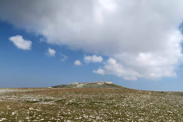 La radura delle stelle alpine