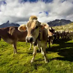 Mucche al Rifugio Cristina
