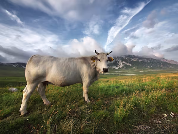 Mucca a Campo Imperatore