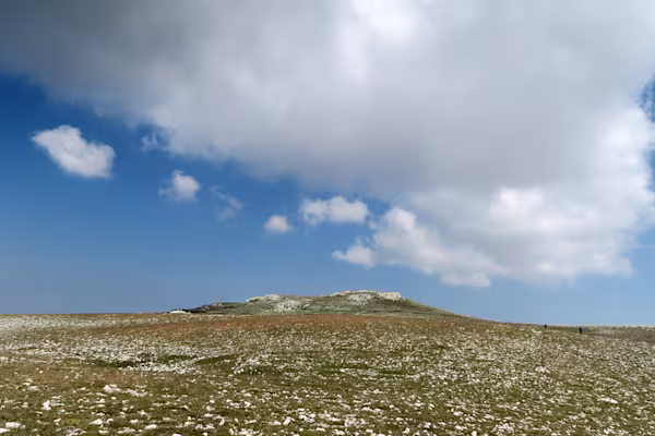 Piana delle stelle alpine