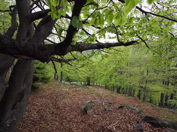 Si scende per boschi di faggi