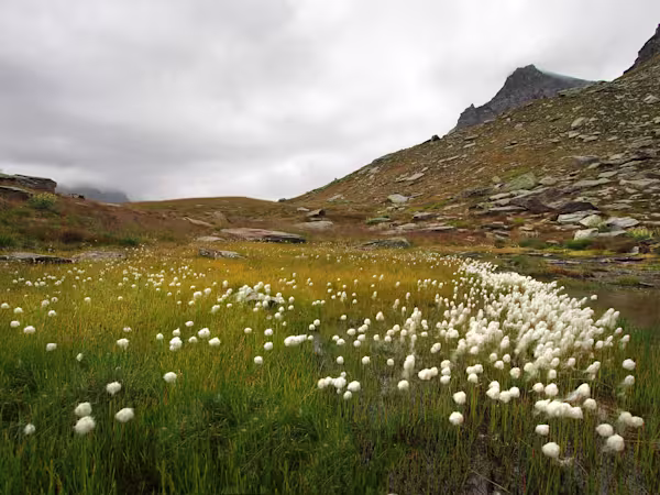 Erioforo, il cotone delle Alpi