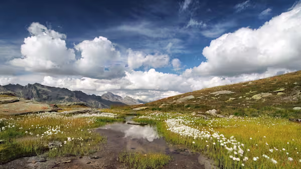 Laghetto di eriofori in Val Fedoz