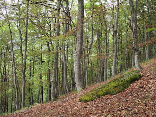 Una magnifica faggeta