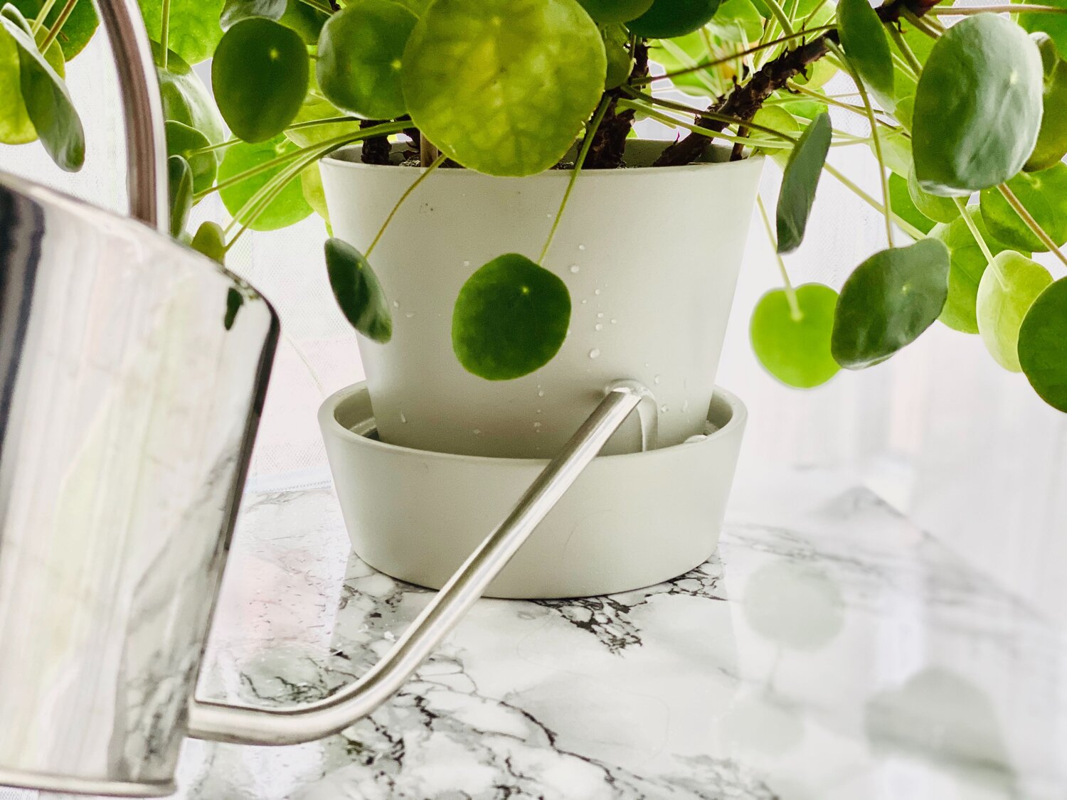 The Best Way to Water Your Chinese Money Plant