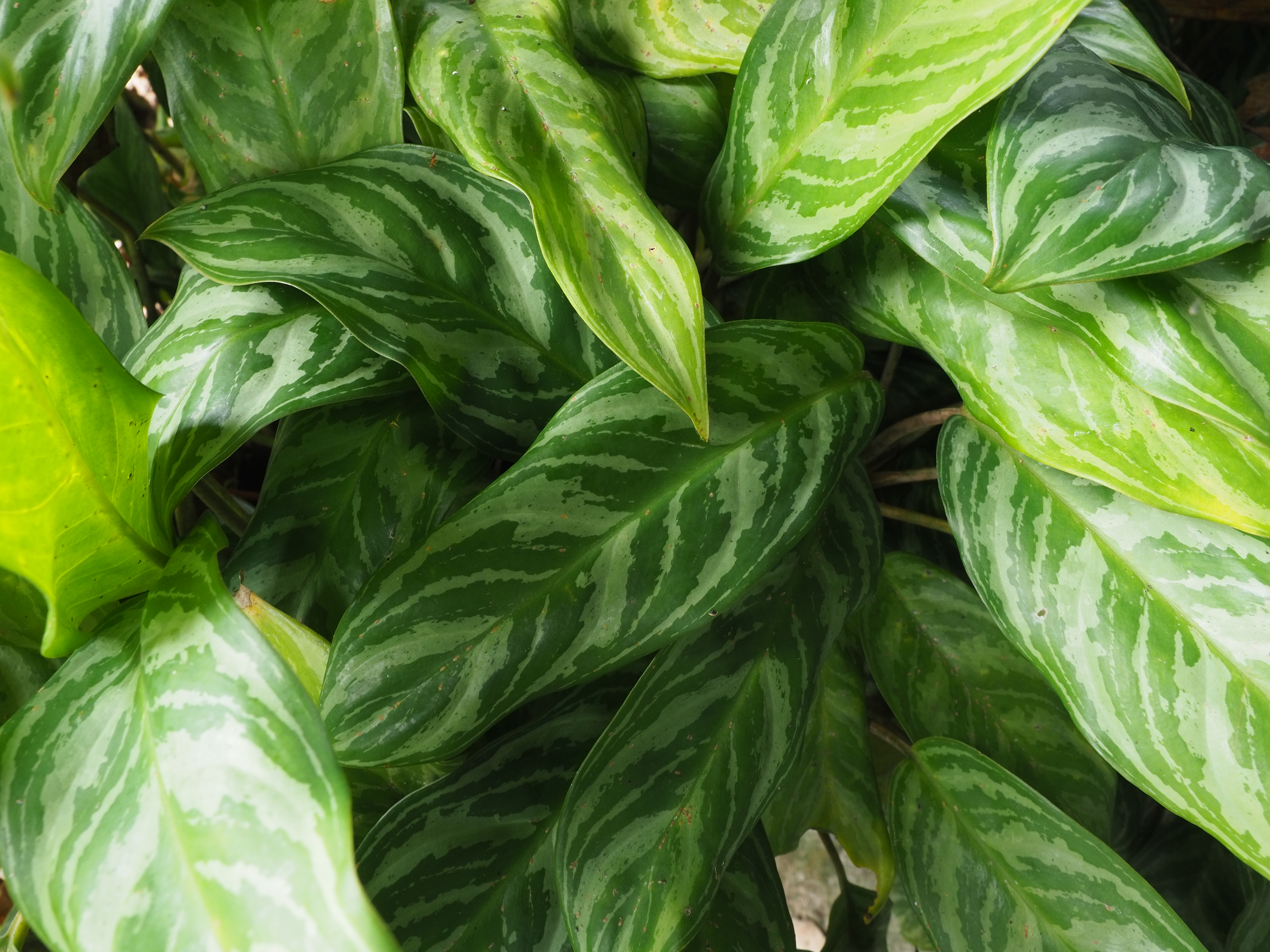 The Best Way to Water Your Chinese Evergreen