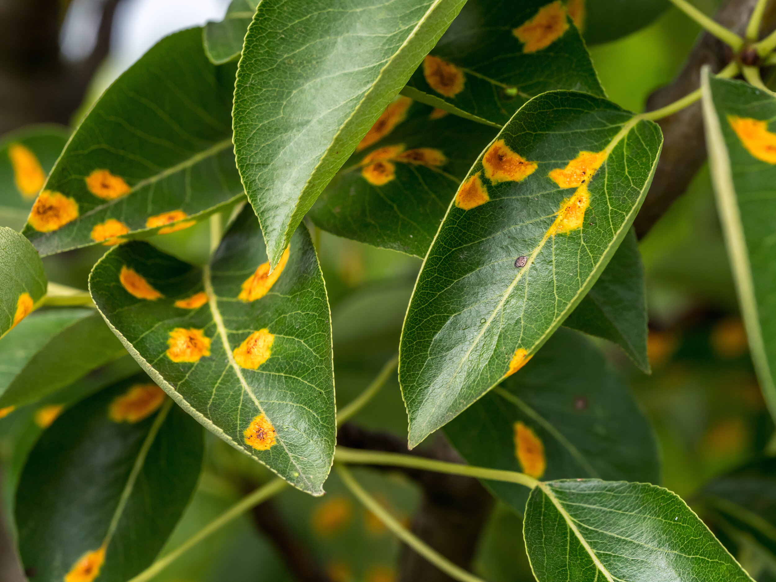 How to treat fungal rust disease