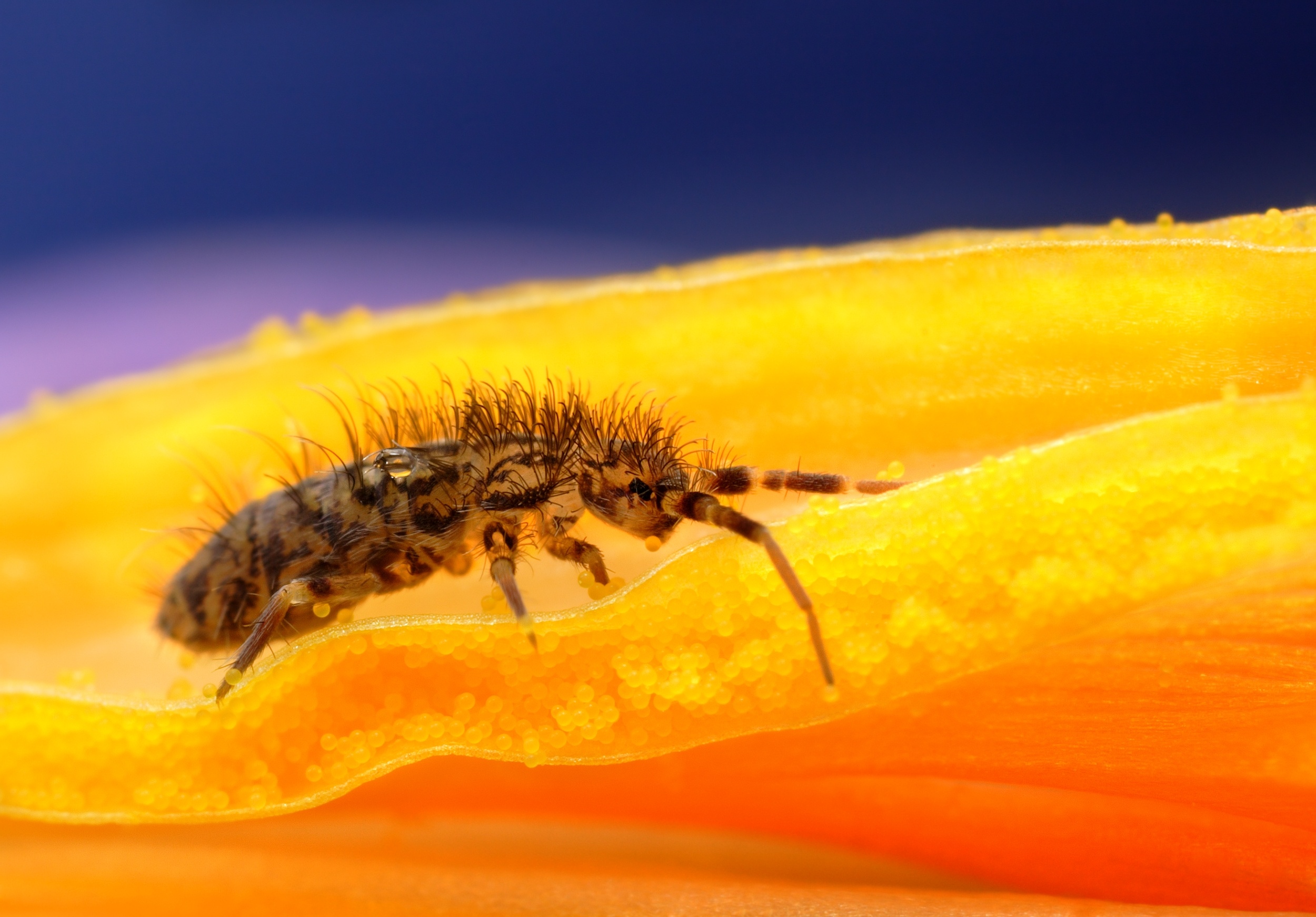 White Things in the Soil (Springtails)