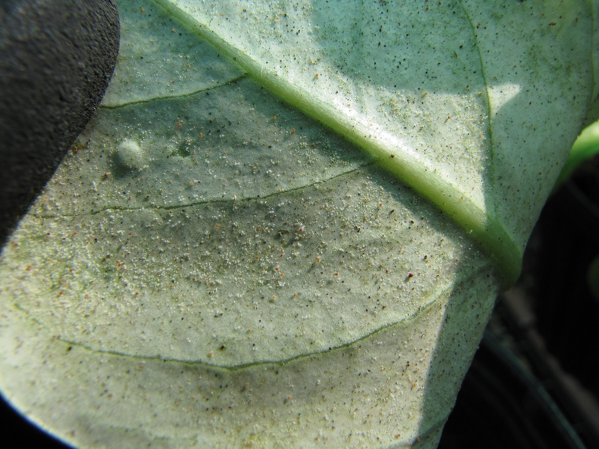 Small Spiders (Spider Mites)
