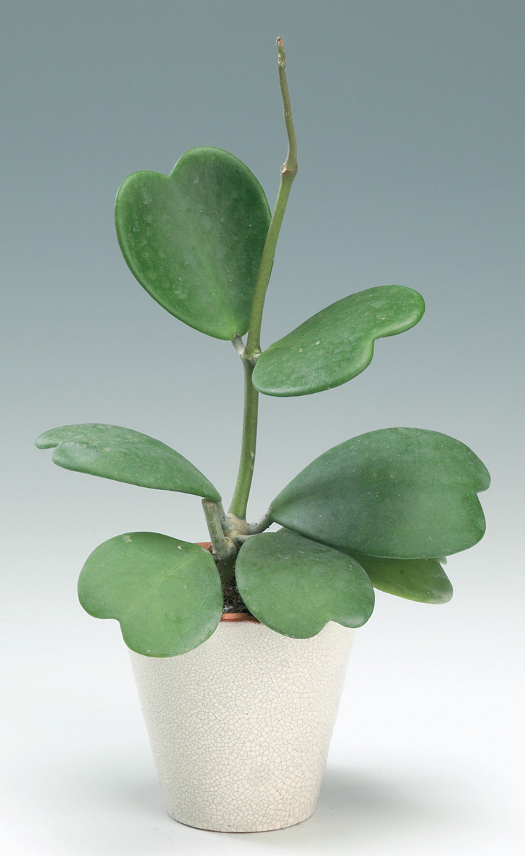 Sweetheart Plant