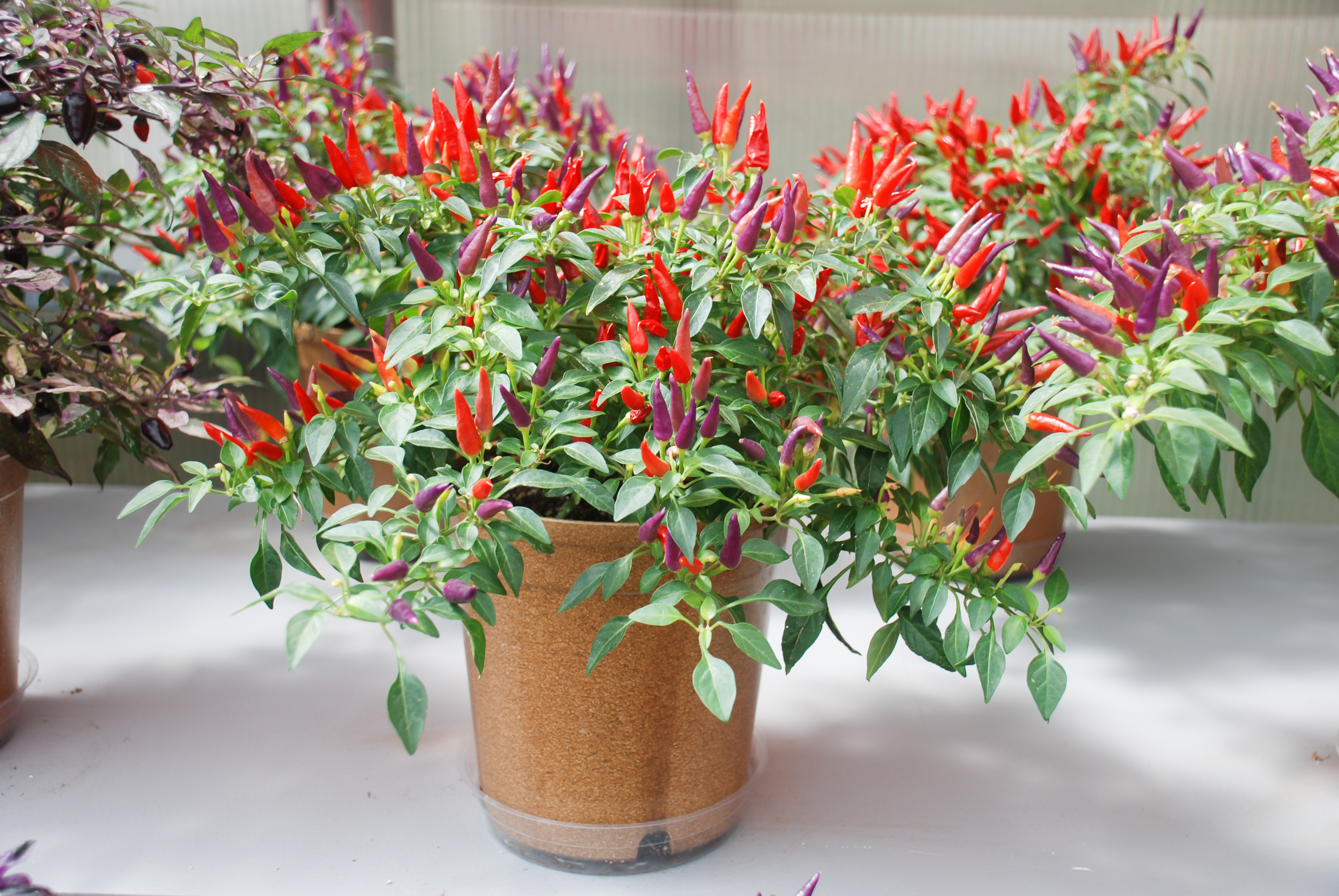 Sweet Pepper